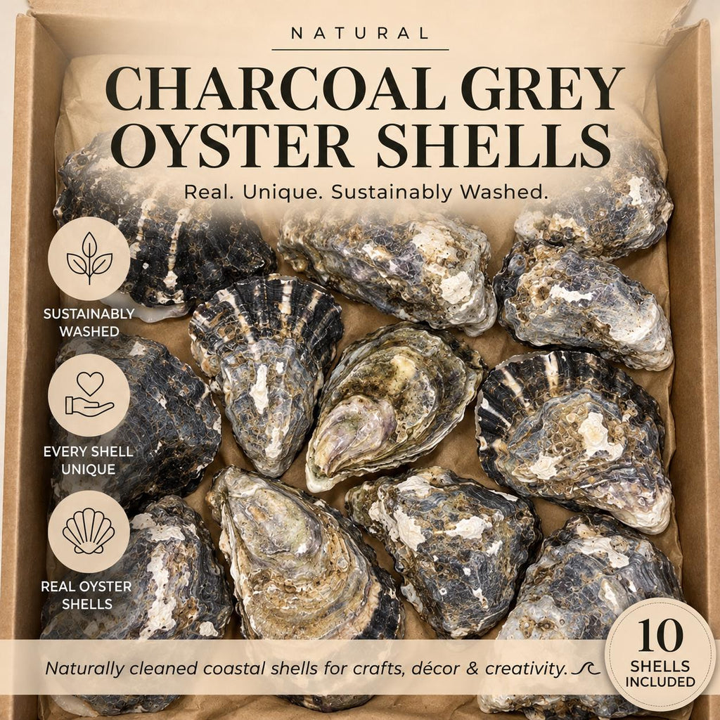 10 Charcoal Grey/Navy Blue Oyster Shells - Matching Cup & Lid - Assorted Sizes