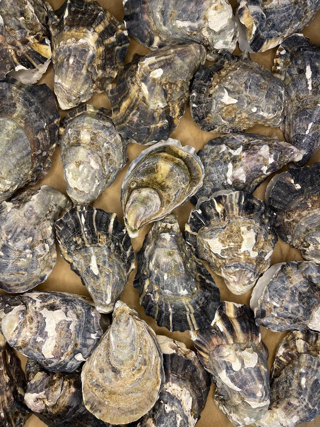 10 Charcoal Grey/Navy Blue Oyster Shells - Matching Cup & Lid - Assorted Sizes