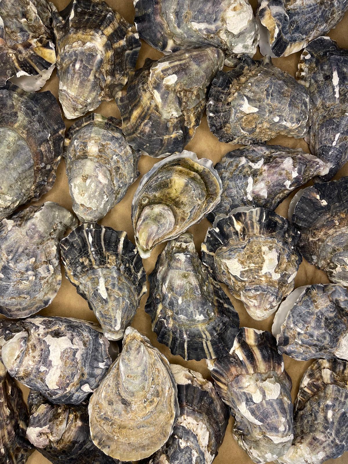 10 Charcoal Grey/Navy Blue Oyster Shells - Matching Cup & Lid - Assorted Sizes
