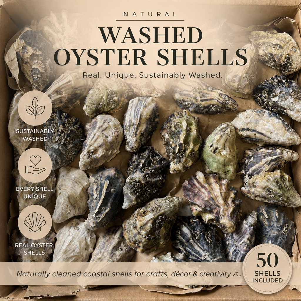 A box of washed oyster shells for crafts, featuring 50 natural oyster shells. The packaging includes text overlays highlighting sustainable washing, uniqueness of each shell.