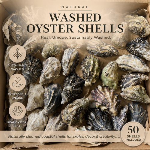 A box of washed oyster shells for crafts, featuring 50 natural oyster shells. The packaging includes text overlays highlighting sustainable washing, uniqueness of each shell.