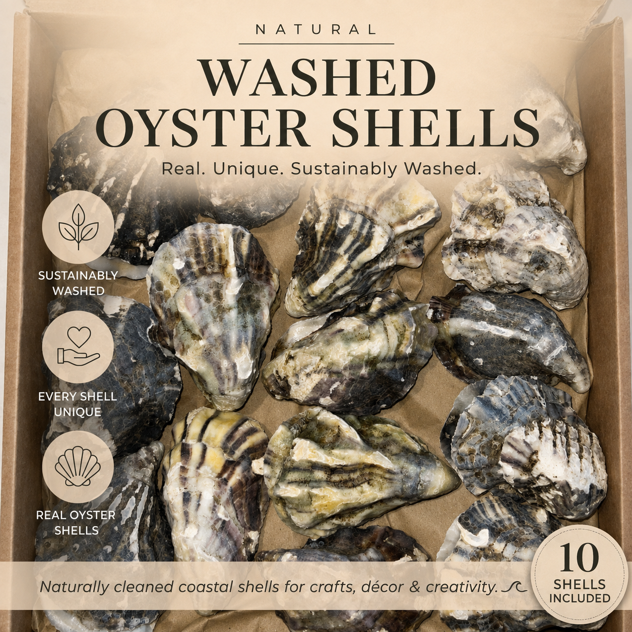 Washed Oyster Shells with Matching Cups & Lids | Multicolour | 10, 20 or 30 Pack