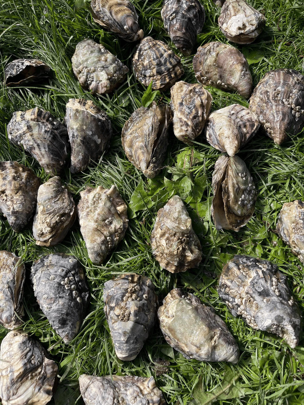 A group of raw oysters with rough, textured shells arranged on green grass.