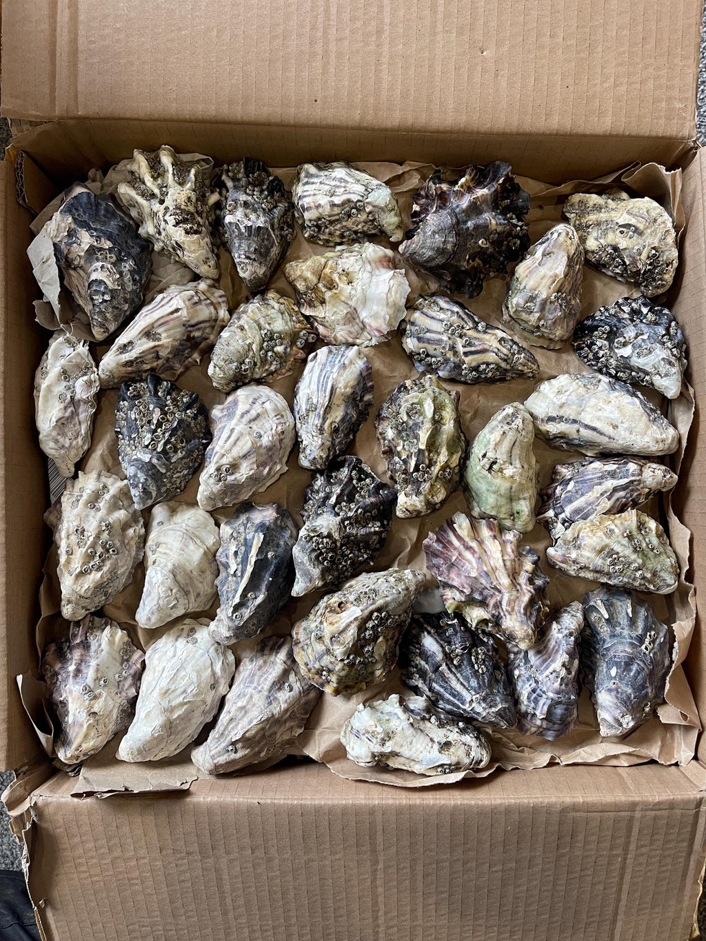 A cardboard box filled with clean oyster shells arranged in rows on brown paper.