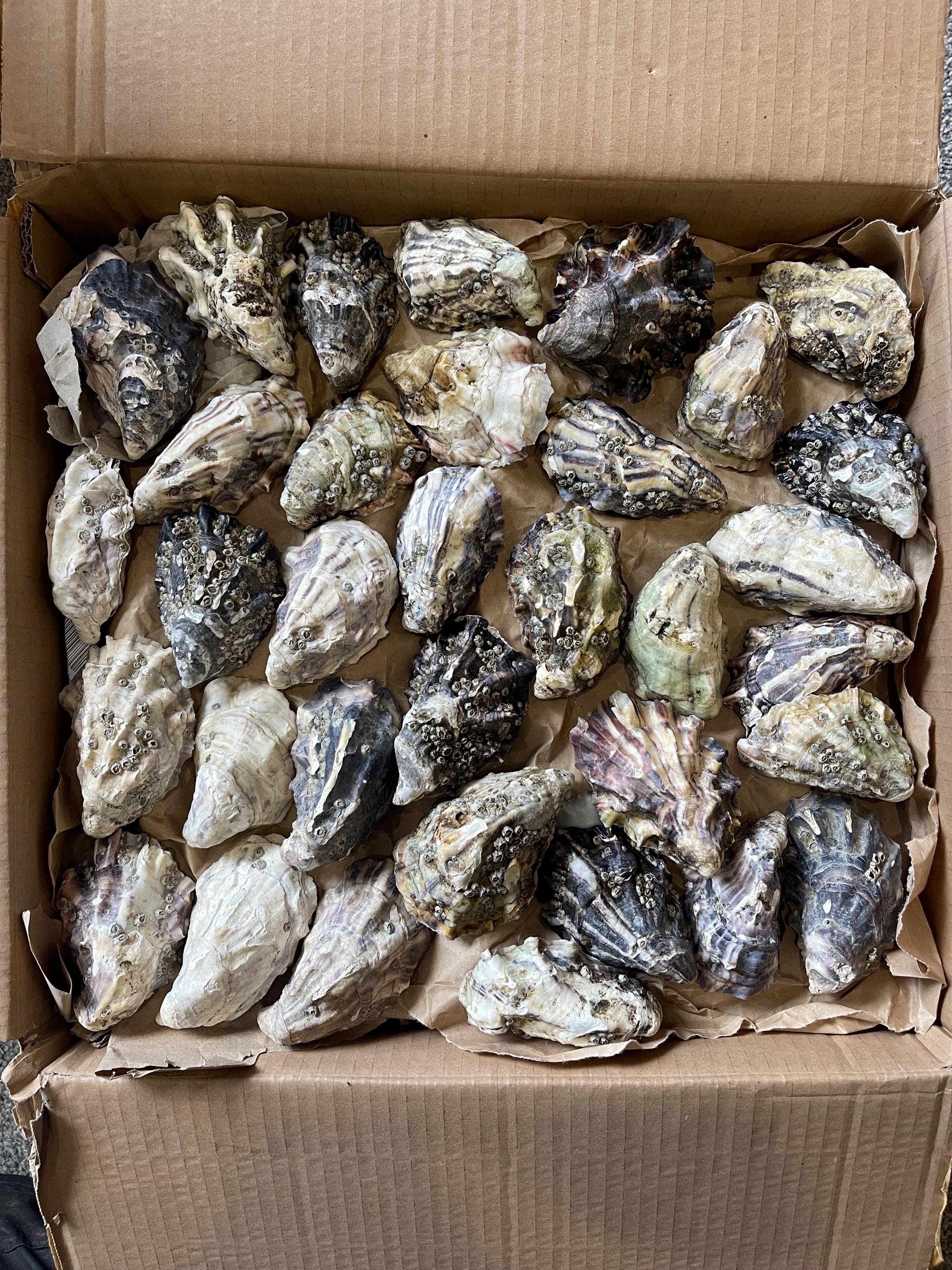 A cardboard box filled with clean oyster shells arranged in rows on brown paper.