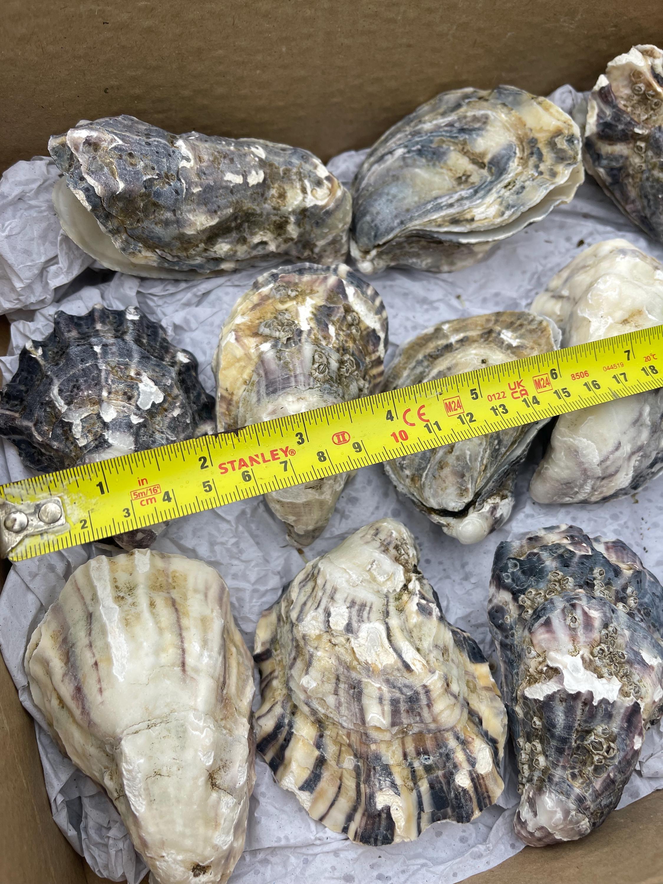 Washed Oyster Shells with Matching Cups & Lids | Multicolour | 10, 20 or 30 Pack