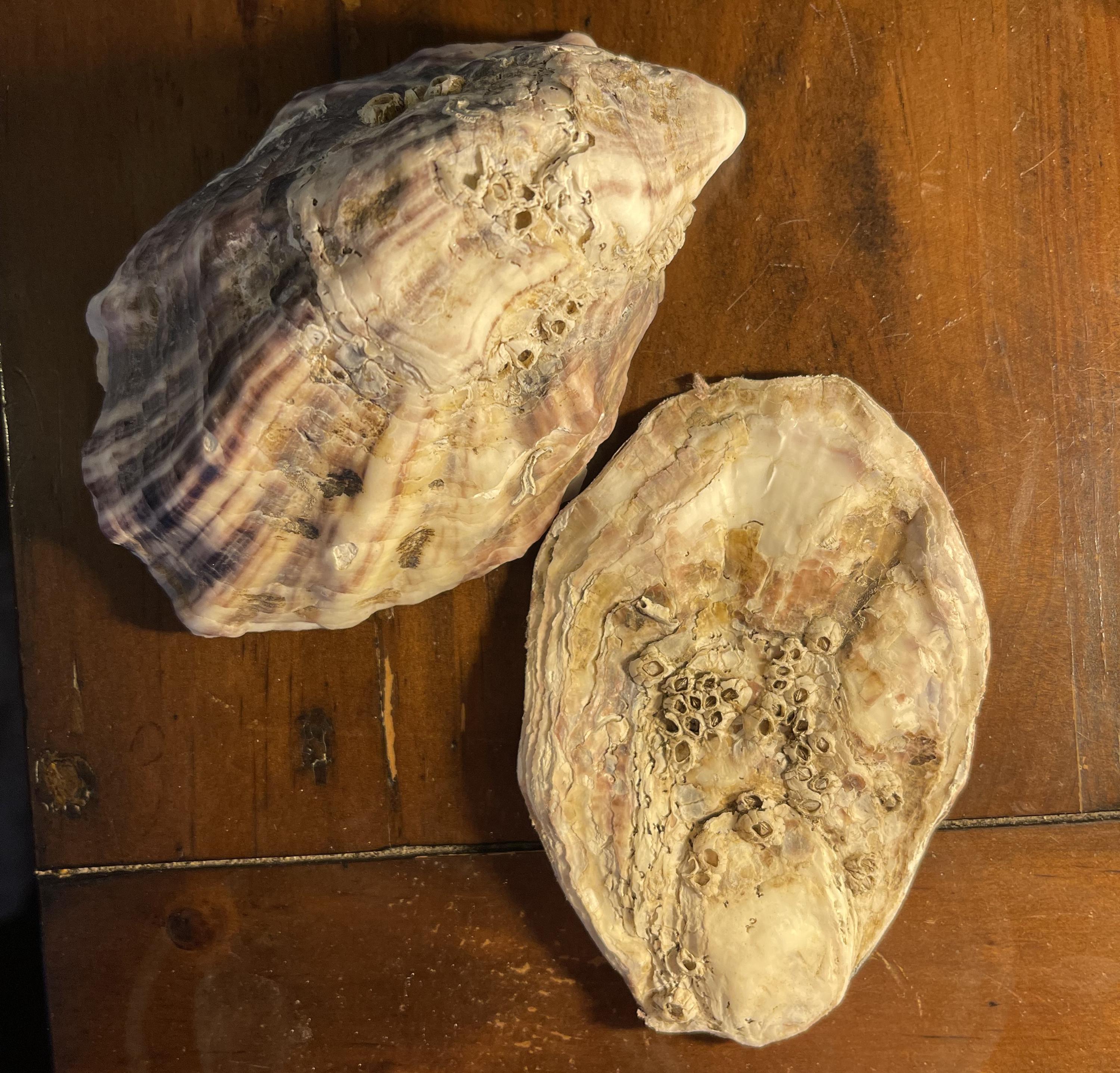 Two large natural oyster shells displayed on a wooden surface.