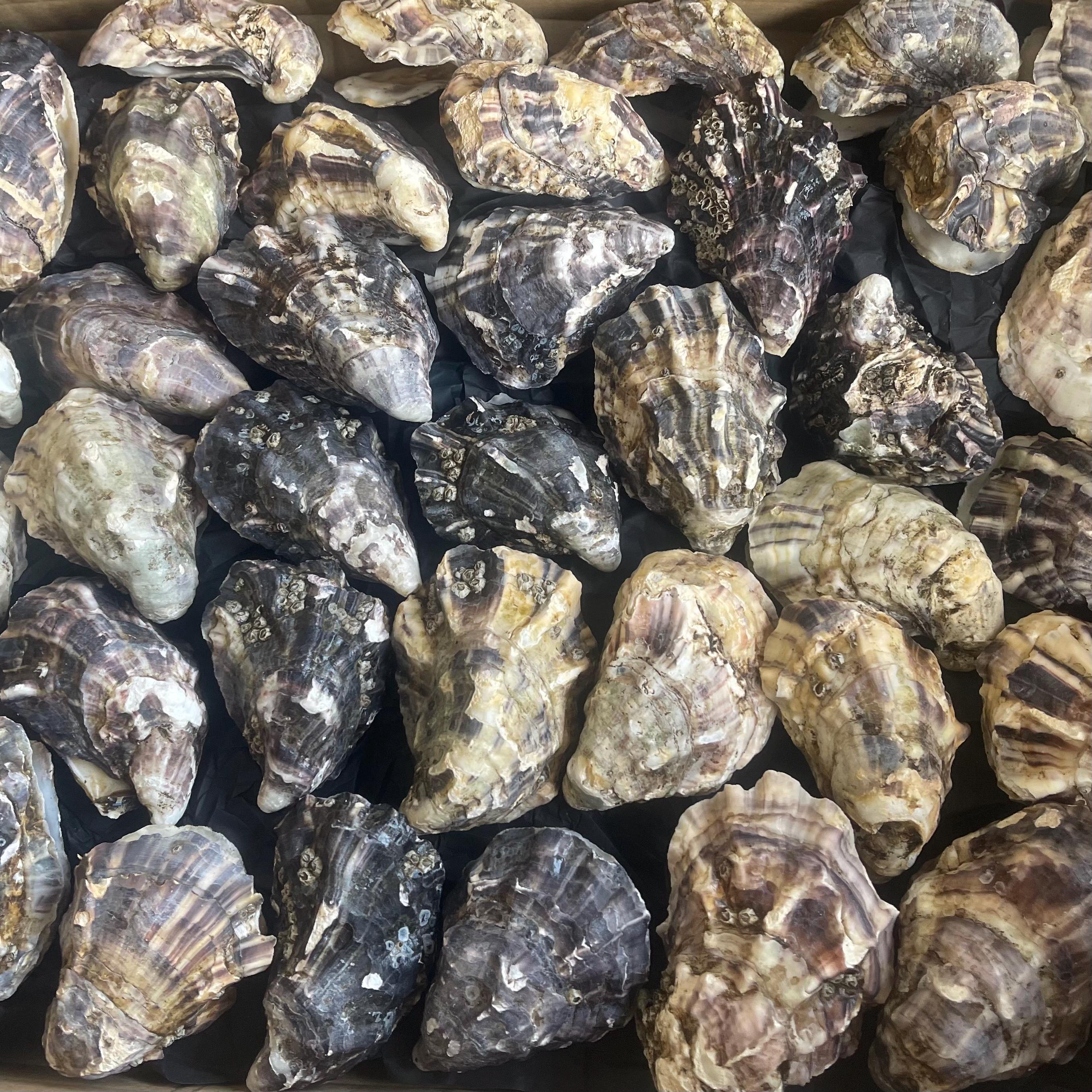 A close-up pile of natural the shells with rough, irregular surfaces in earthy tones of brown, purple, beige, and navy.