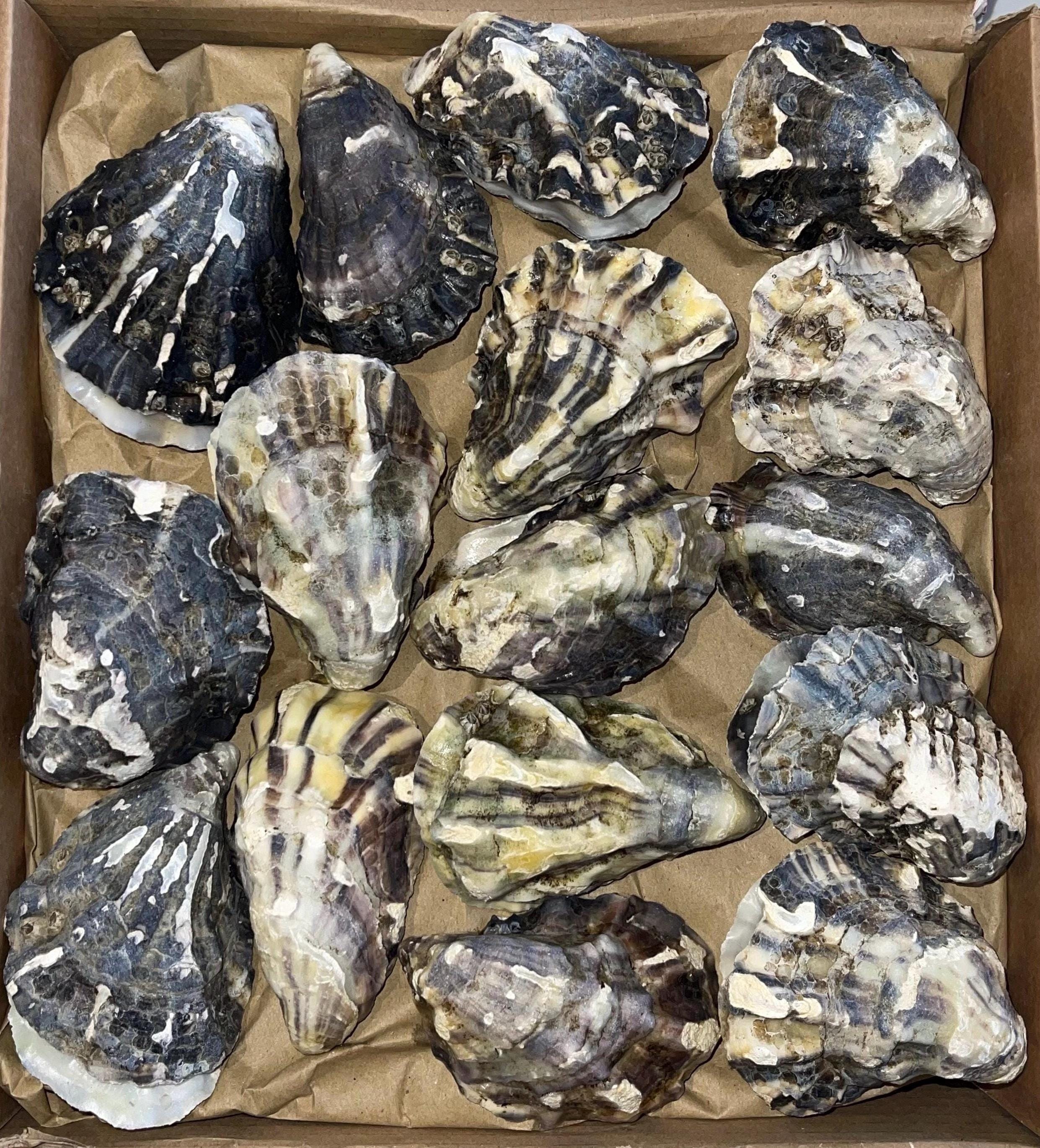 Washed Oyster Shells with Matching Cups & Lids | Multicolour | 10, 20 or 30 Pack
